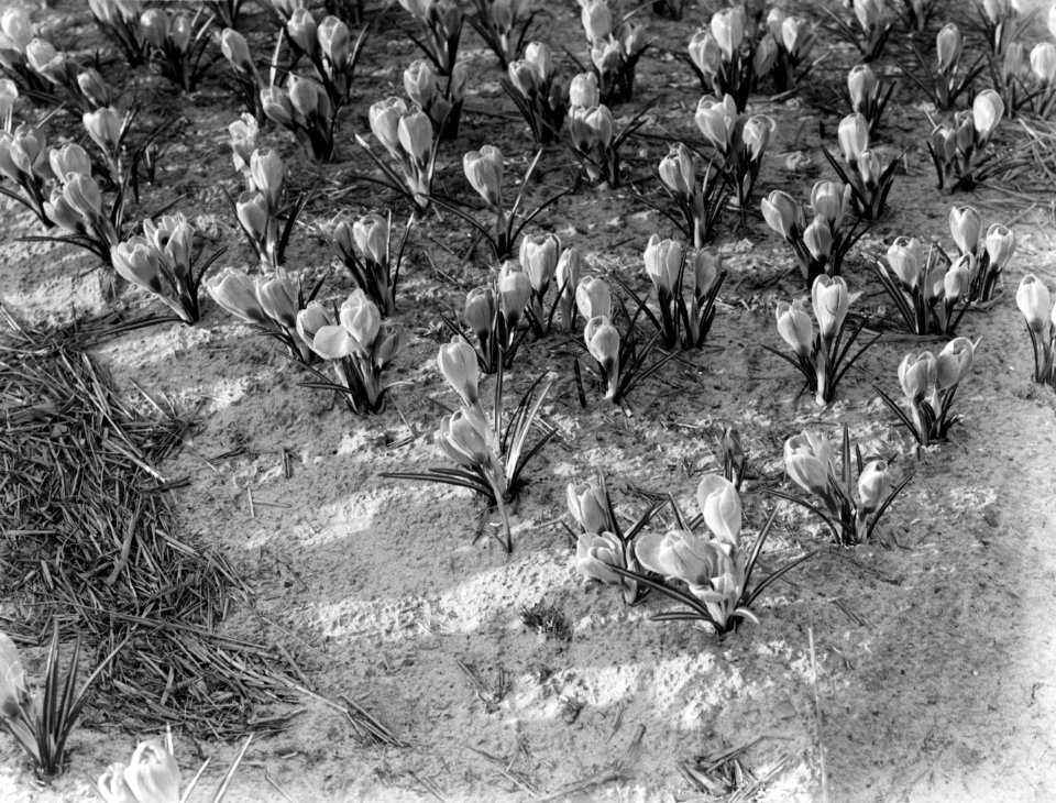 Crocussen, Bestanddeelnr 189-0285