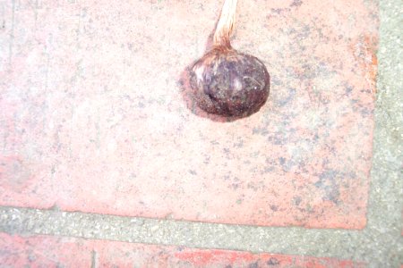 Crocus sativus, illness (12)