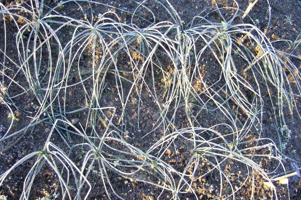 Crocus sativus, saffron (20)
