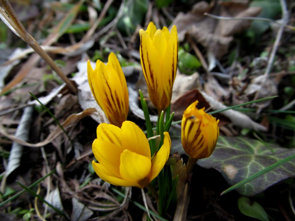 Crocuses, Beechview, 2021-03-05, 02