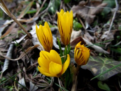 Crocuses, Beechview, 2021-03-05, 02