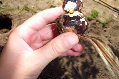 Crocus sativus, illness (15)