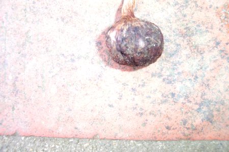 Crocus sativus, illness (14)
