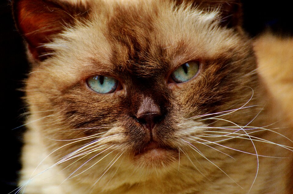 Thoroughbred fur domestic cat