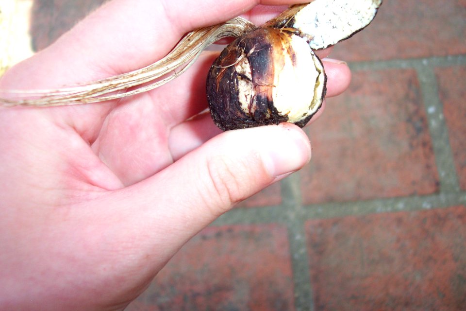 Crocus sativus, illness (11)