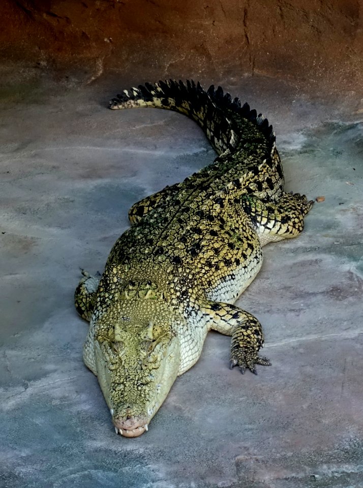 Crocodylus porosus - Wilhelma Zoo - Stuttgart, Germany - DSC02487