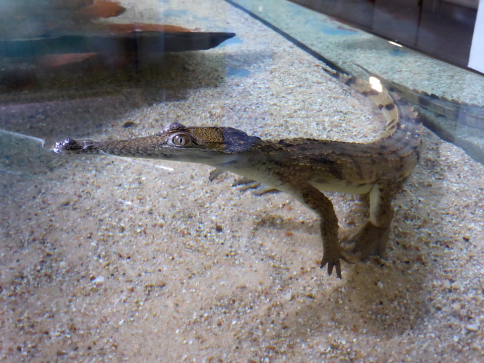 Crocodylus-johnsoni-1