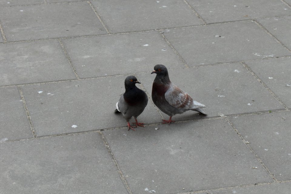 Crazy in Love (in Gdańsk)