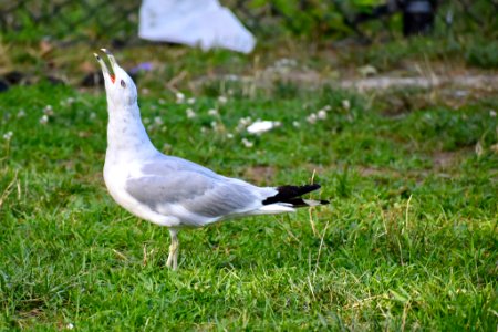 Crazy Bird 2 (221304475)