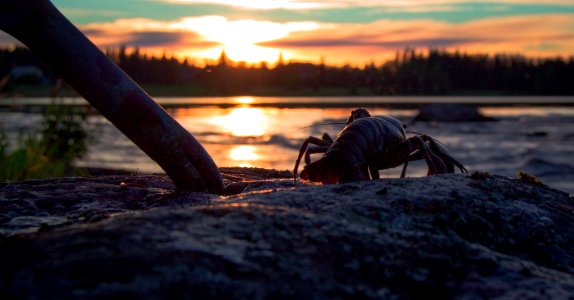 Crayfish (179202013) photo