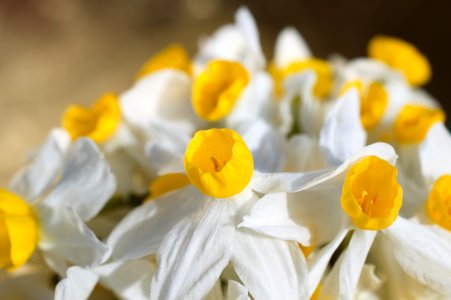 Daffodils (nergiz) 01 photo