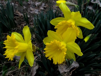 Daffodils, 2021-03-23, Beechview, 01 photo