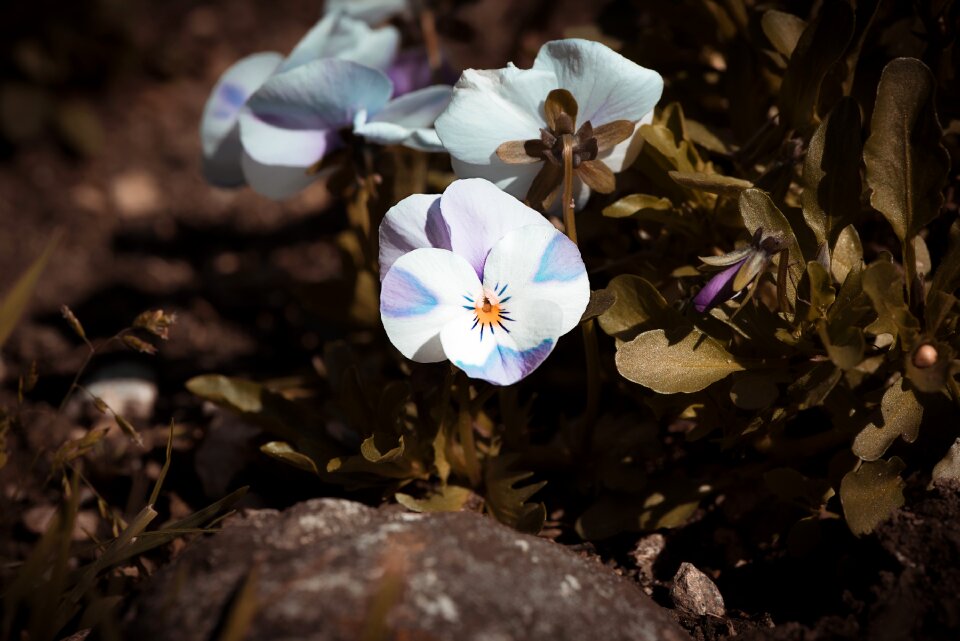White and blue pansies flower blossom