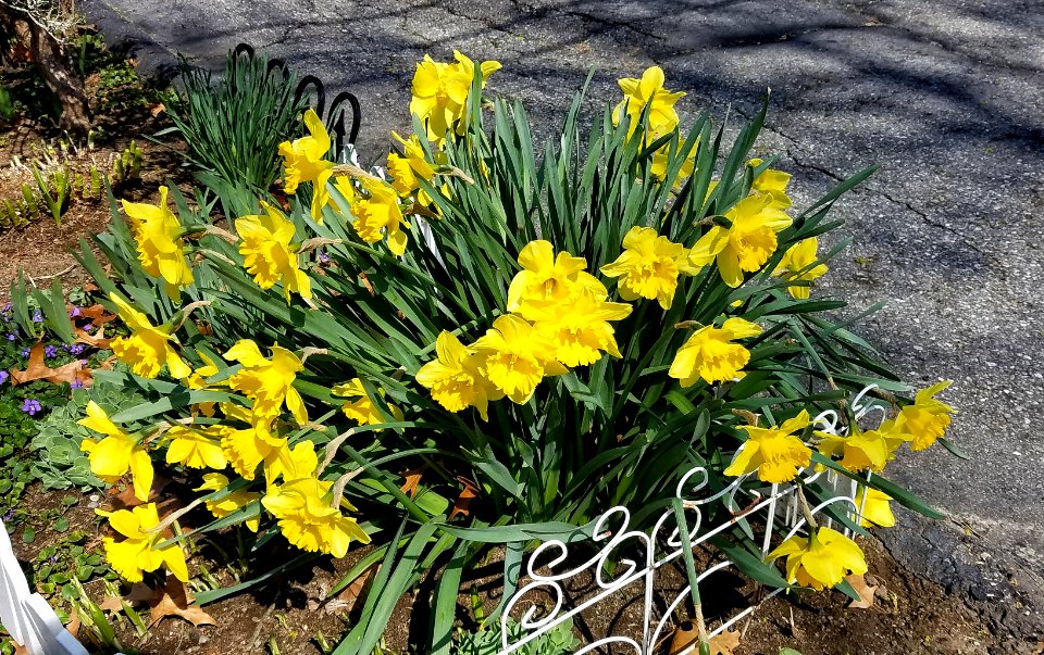 Daffodils - Arlington, MA
