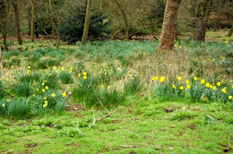 Daffodils-Holland-Park-20060330-007 photo