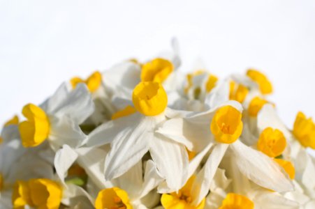 Daffodils (nergiz) 02 photo