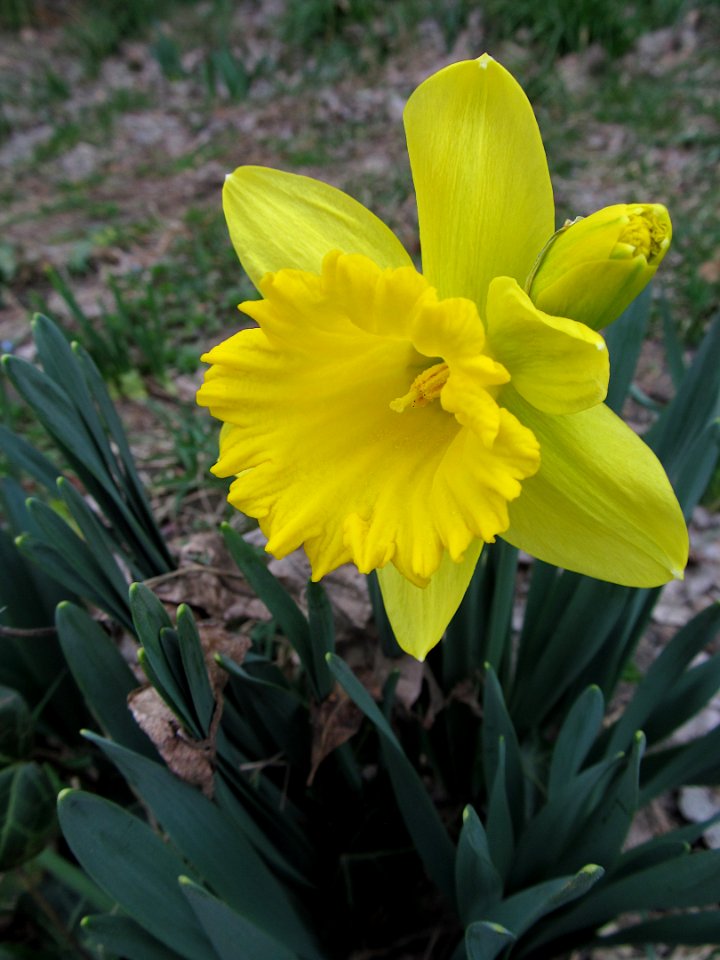 Daffodils, 2021-03-23, Beechview, 03