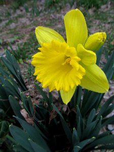 Daffodils, 2021-03-23, Beechview, 03 photo