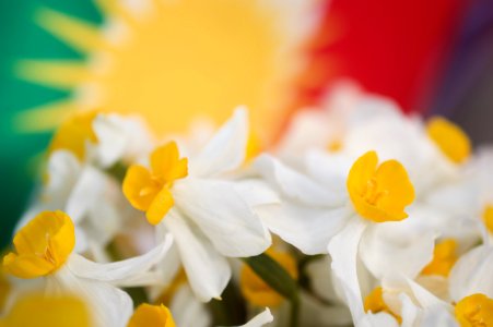 Daffodils (nergiz) with the Kurdish flag 04 photo