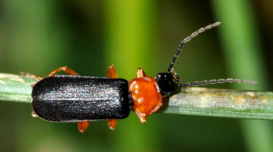 Cratosilis-denticollis-02-fws