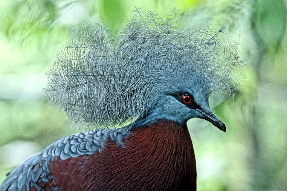 Feather animal nature