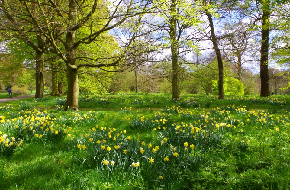 Daffodils in Kew Gardens photo