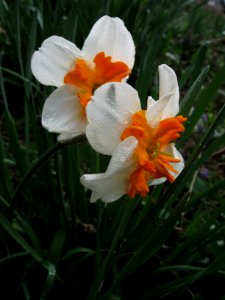 Daffodils, 2020-04-09, Beechview, 01