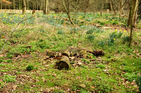 Daffodils-Holland-Park-20060330-014