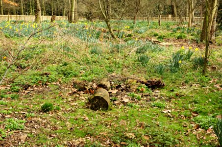 Daffodils-Holland-Park-20060330-014 photo