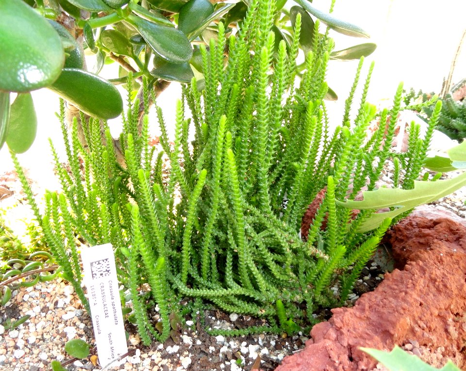 Crassula spathulata - Lyman Plant House, Smith College - DSC04309