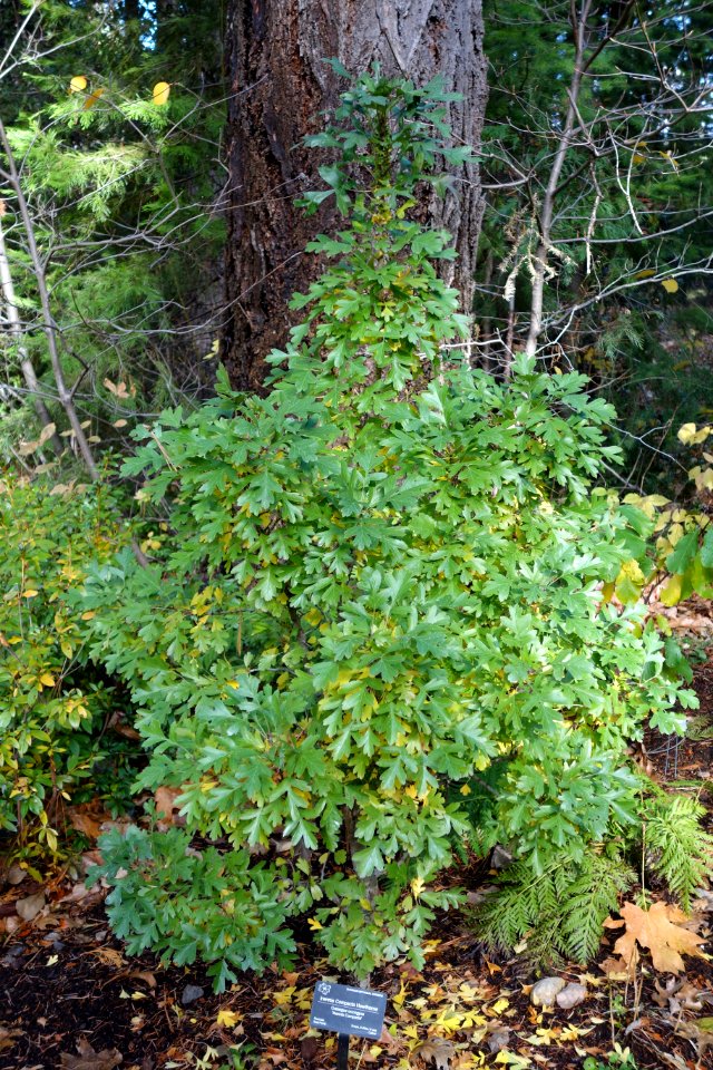 Crataegus monogyna 'Inermis Compacta' - Dunsmuir Botanical Gardens - DSC02927
