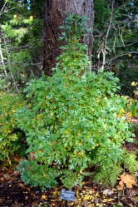 Crataegus monogyna 'Inermis Compacta' - Dunsmuir Botanical Gardens - DSC02927