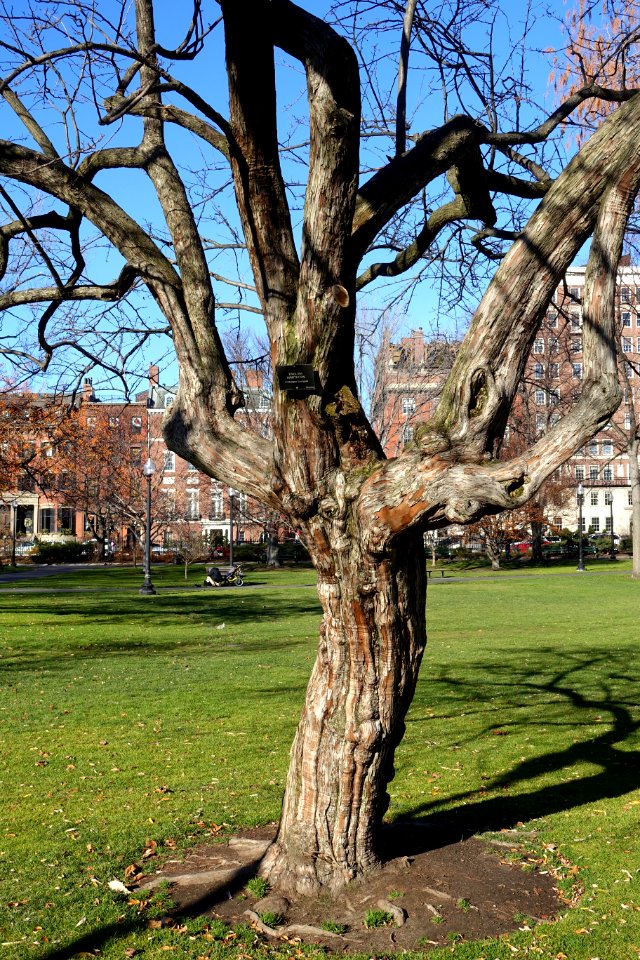 Crataegus laevigata - Boston Public Garden - Boston, MA - DSC04199