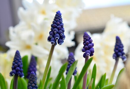 Blue garden muscari photo