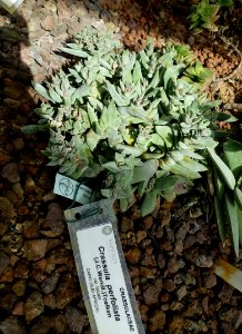 Crassula perfoliata - Orto botanico - Rome, Italy - DSC09993