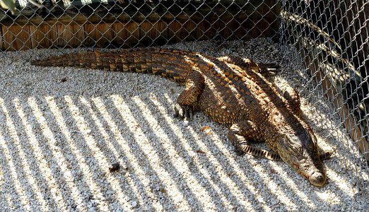 Crocodylus rhombifer - Everglades Alligator Farm - Florida City, Florida - DSC09256