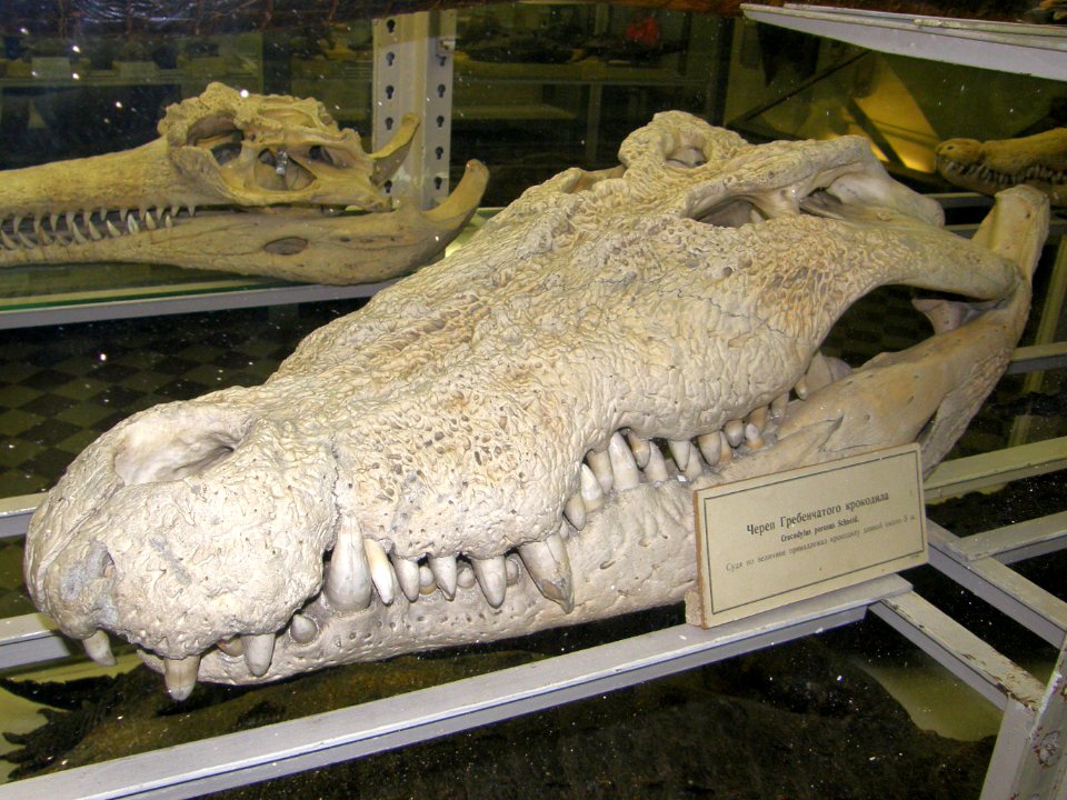 Crocodylus porosus skull