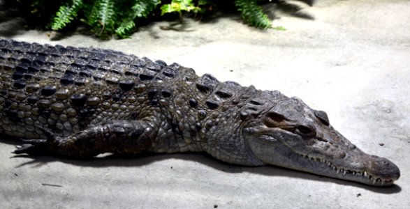 Crocodylus mindorensis Köln Zoo 31122014 1