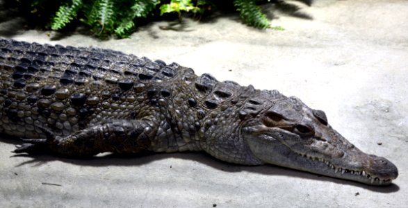 Crocodylus mindorensis Köln Zoo 31122014 1 photo