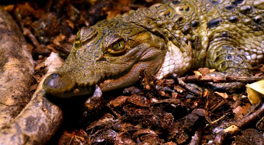 Crocodylus mindorensis juvenile Köln Zoo 31122014 4
