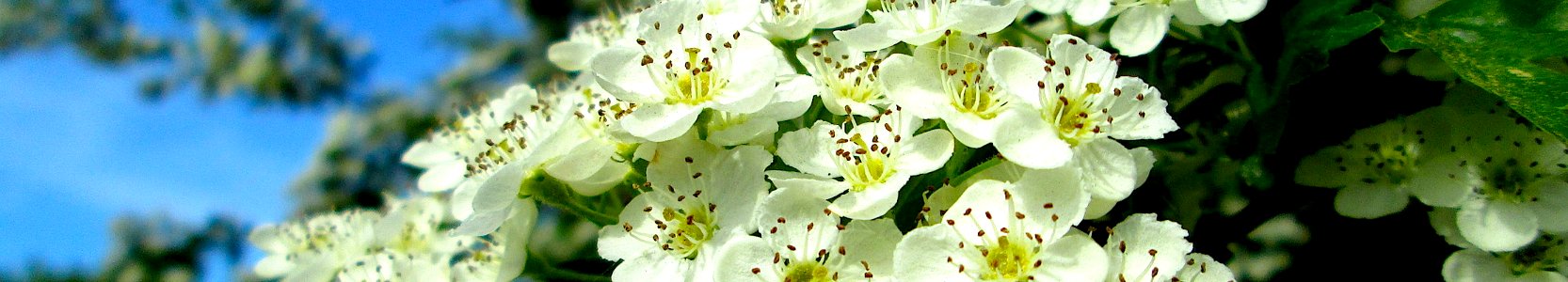 Crataegus monogyna. Vorleser