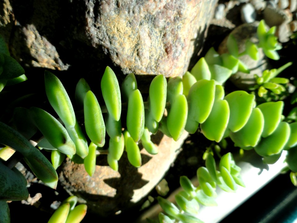 Crassula rupestris - Botanical Garden in Kaisaniemi, Helsinki - DSC03724