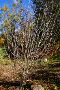 Crataegus maximowiczii - Quarryhill Botanical Garden - DSC03706