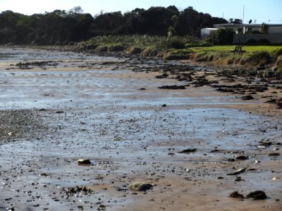 Crayfish Creek beach 20190722-006