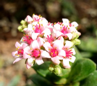 Crassula rupestris - Orto botanico - Rome, Italy - DSC09992