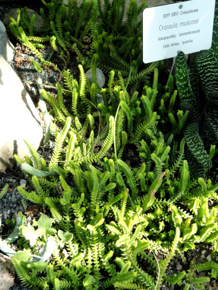 Crassula muscosa - Botanical Garden in Kaisaniemi, Helsinki - DSC03716
