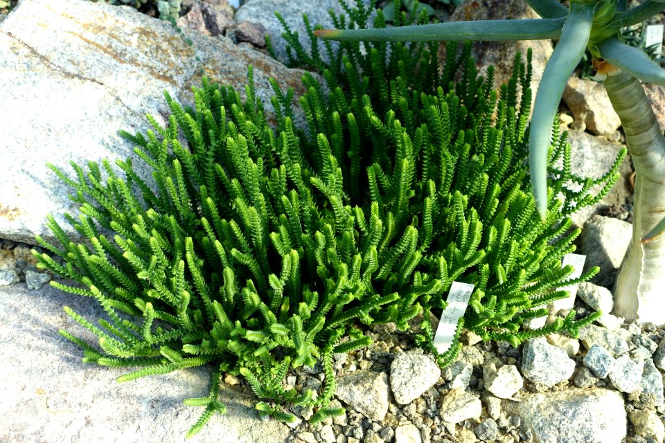 Crassula muscosa (Crassula lycopodioides f. purpusii) - Wilhelma Zoo - Stuttgart, Germany - DSC01719