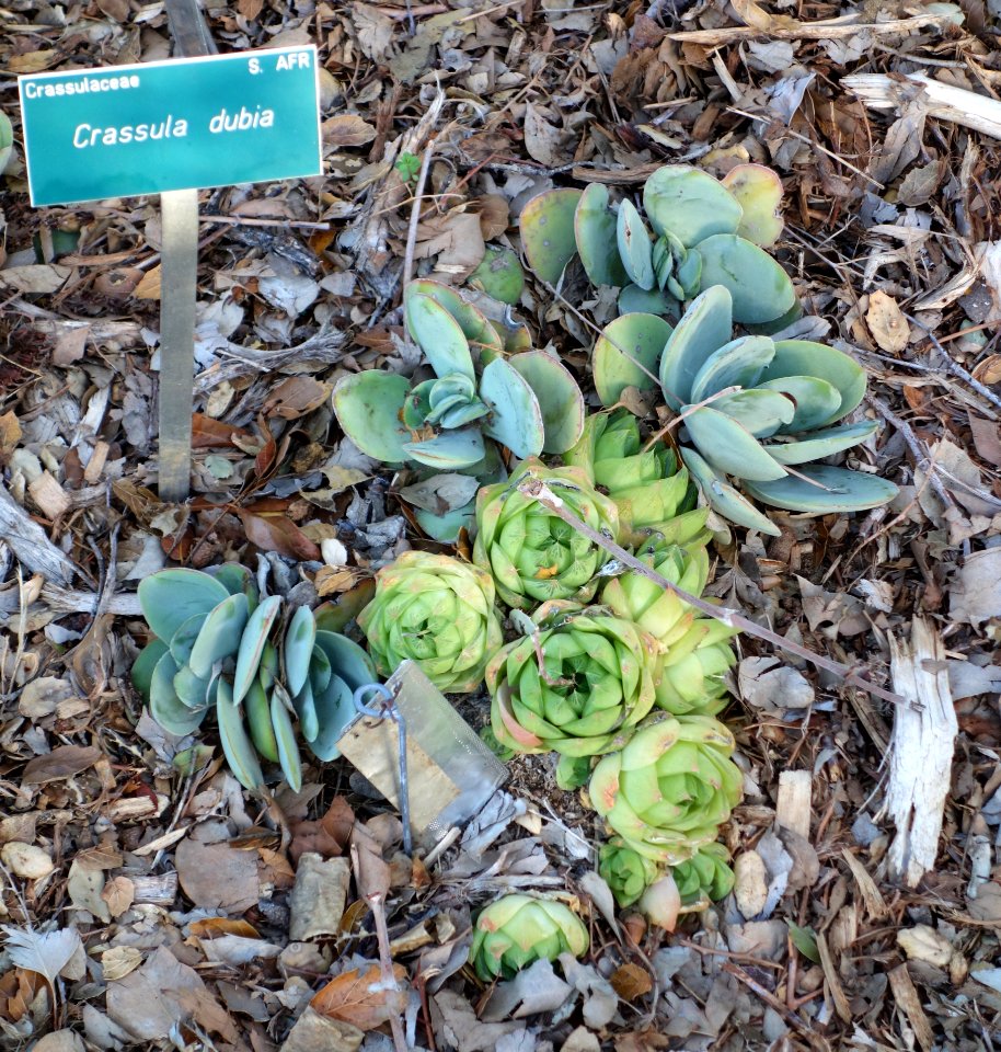 Crassula cotyledonis (Crassula dubia) - San Luis Obispo Botanical Garden - DSC05962
