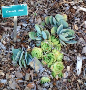 Crassula cotyledonis (Crassula dubia) - San Luis Obispo Botanical Garden - DSC05962