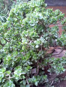 Crassula arborescens subsp undulatifolia 2